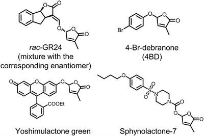 A New Series of Strigolactone Analogs Derived From Cinnamic Acids as Germination Inducers for Root Parasitic Plants